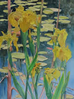 Iris by the Lily Pond by Kristina N. Occhino